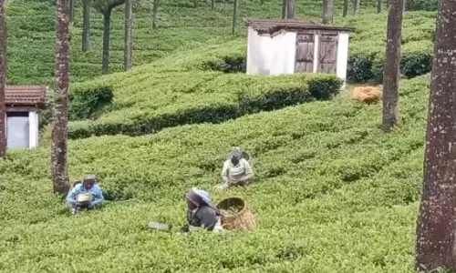 கோத்தகிரியில் மாறிய காலநிலையால் குறைந்த தேயிலை மகசூல்