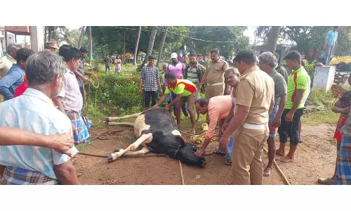 போச்சம்பள்ளி அருகே கிணற்றில் விழுந்த பசு மாடு உயிருடன் மீட்பு