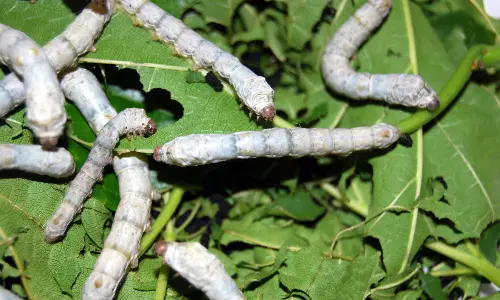 30 பட்டு வளர்ப்பு விவசாயிகளுக்கு ரூ.75.6 லட்சம் மானியம்