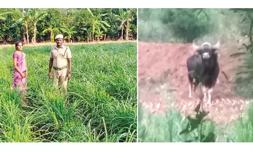 விளை நிலங்களில் புகுந்த காட்டெருமைகள்