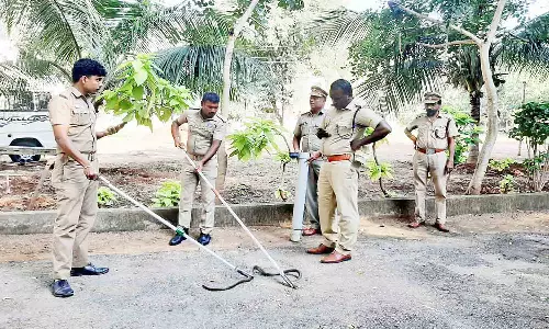 வேலூர் எஸ்.பி. பங்களாவில் புகுந்த பாம்பு பிடிபட்டது