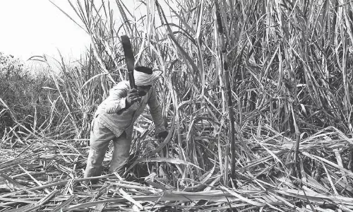 காய்ந்து போன கரும்புக்கு நஷ்டஈடு கேட்டு விவசாயிகள் ஆர்ப்பாட்டம்