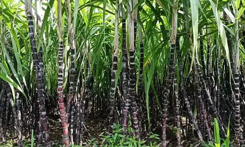 பன்னீர் கரும்பு உயரம் 6 அடிக்கு குறையாமல் இருக்க வேண்டும்- தமிழக அரசு உத்தரவு