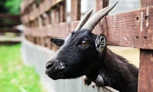 சுவருக்கு இடையில் சிக்கிய ஆட்டை போராடி மீட்ட தீயணைப்பு துறையினர்