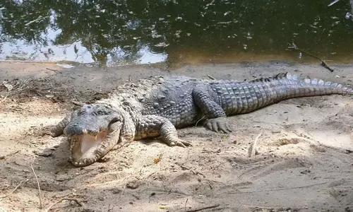 நெமிலி பண்ணையில் குழந்தைகளை மிகவும் கவர்ந்த சூப்பர் ஸ்டார் ஆலி முதலை திடீர் மரணம்
