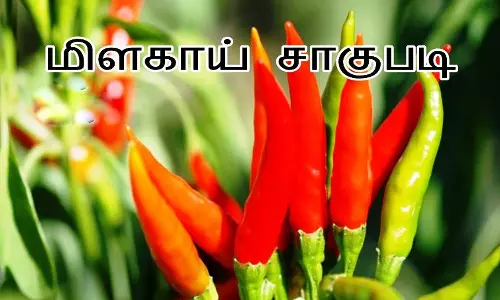 மிளகாய் பயிர் காப்பீடு செய்ய நாளை கடைசி நாள்