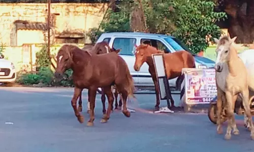 பேரூர் அருகே விவசாய நிலங்களில் கூட்டம், கூட்டமாக சுற்றி திரியும் குதிரைகள்