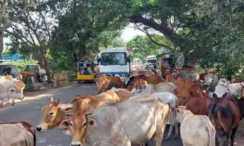பெருமாட்டுநல்லூர் சாலையில் சுற்றித்திரியும் மாடுகளால் வாகன ஓட்டிகள் அவதி