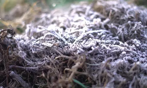 மூணாறில் 0 டிகிரி உறைபனியால் இயல்பு வாழ்க்கை பாதிப்பு