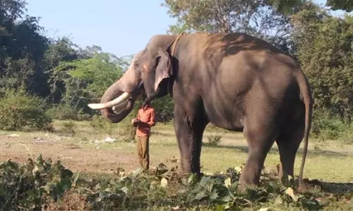 ஒரு மாதமாக விவசாய பயிர்களை சேதப்படுத்தும் கருப்பன் யானையை விரட்ட கும்கியுடன் வனத்துறையினர் விடிய, விடிய தேடுதல் வேட்டை