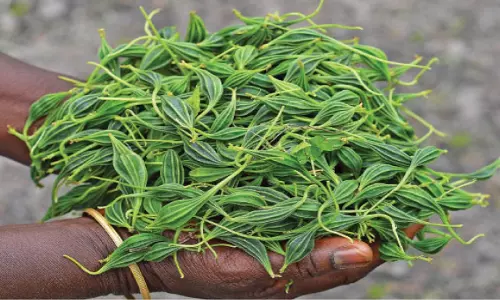 நீரிழிவு நோயை கட்டுப்படுத்தும் அதலைக்காய்