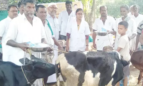 கால்நடை மருத்துவ முகாம்