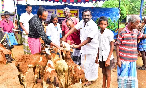 கடையம் அருகே கால்நடை சுகாதார விழிப்புணர்வு முகாம்