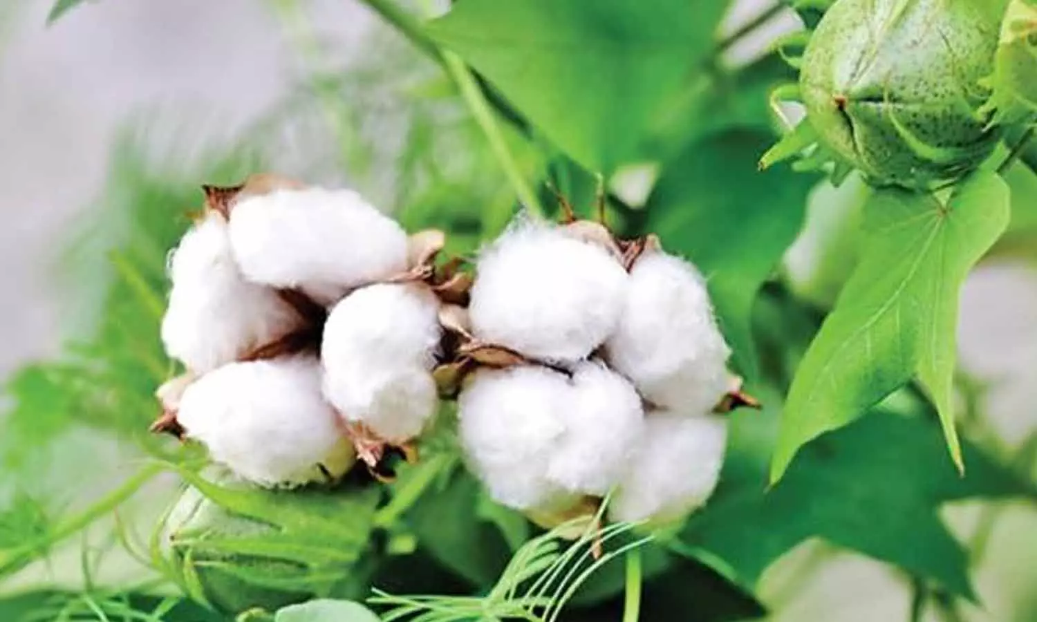 மூலனூா் ஒழுங்குமுறை விற்பனை கூடத்தில் ரூ. 48 லட்சத்துக்கு பருத்தி விற்பனை