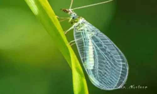 தென்னை சாகுபடியில் வெள்ளை ஈ தாக்குதல் தடுப்பு பணிகள் தீவிரம்