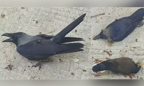 செம்பட்டி யூனியன் அலுவலகத்தில் திடீரென அடுத்தடுத்து உயிரிழந்த காகம், மைனா