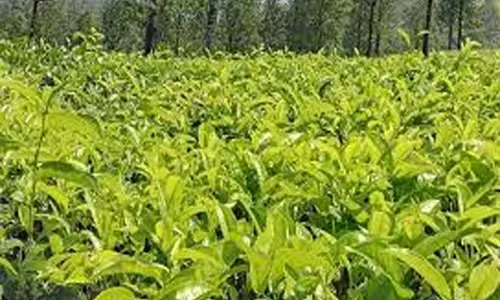 நீலகிரியில் பச்சை தேயிலைக்கு  விலை நிர்ணயம்