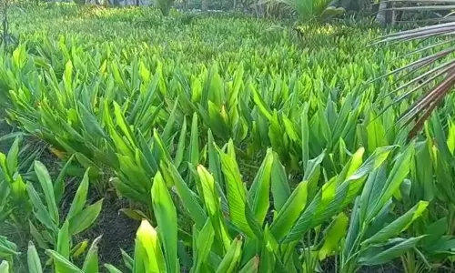 அறுவடைக்கு தயாராக உள்ள மஞ்சள் செடிகள்