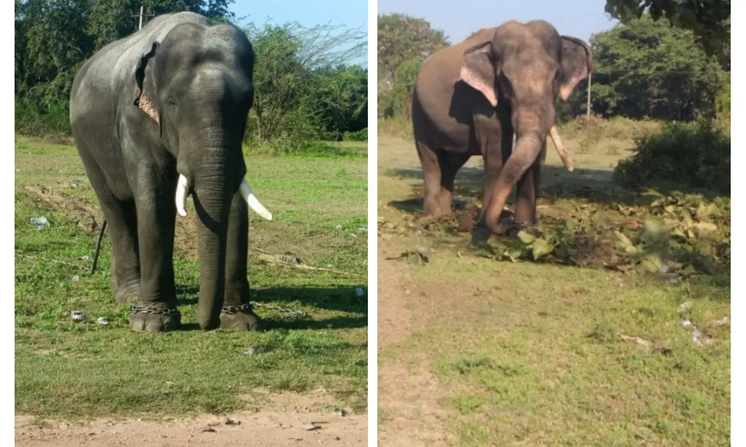 தாளவாடி பகுதியில் அட்டகாசம் செய்து வரும் கருப்பன் யானையை மயக்க ஊசி செலுத்தி பிடிக்க முடிவு தாளவாடி பகுதியில் அட்டகாசம் செய்து வரும் கருப்பன் யானையை மயக்க ஊசி செலுத்தி பிடிக்க முடிவு