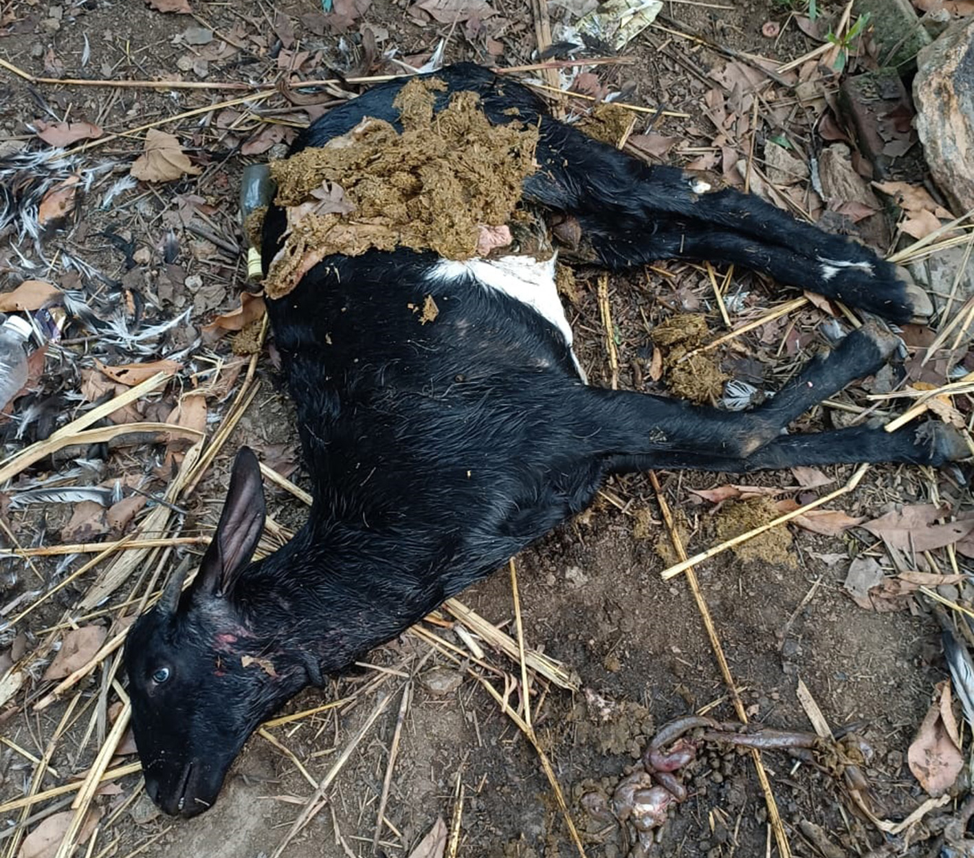 4 ஆடுகள், 4 கோழிகளை கடித்துக்கொன்ற தெரு நாய்கள் Stray dogs biting 4