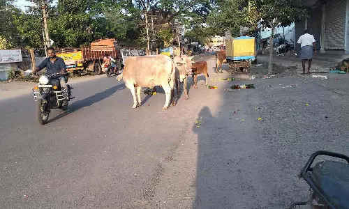 ரோட்டில் சுற்றி திரியும் மாடுகள்-வாகன ஓட்டிகள் அவதி