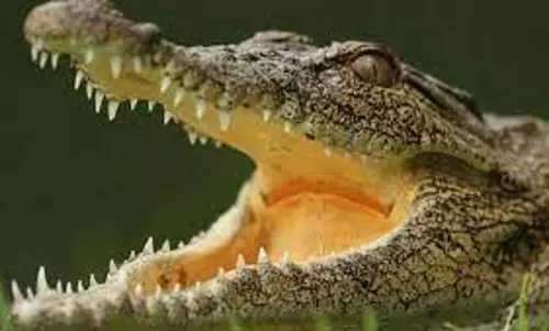 வடநெம்மேலி பண்ணையில் இரவில் டார்ச்லைட் வெளிச்சத்தில் முதலைகளை பார்வையாளர்கள் ரசிக்கலாம்