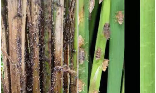 குறிஞ்சிப்பாடியில் புகையான் பூச்சி தாக்குதல்: விவசாயிகள் வேதனை