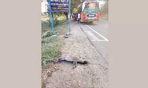 விபத்தில் இறந்த காட்டுப்பன்றியை எடுத்துச்சென்ற மர்ம நபர்கள்- வனத்துறை விசாரணை