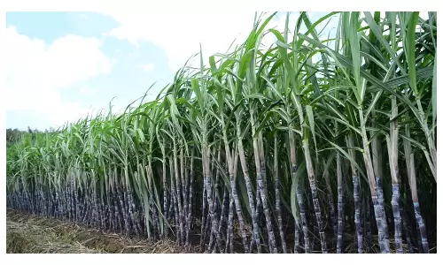 கரும்பு கொள்முதல் பணிகளில் அதிகாரிகள் தீவிரம்