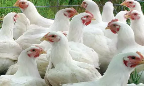 கறிக்கோழி விலை ரூ.114 ஆக உயர்வு