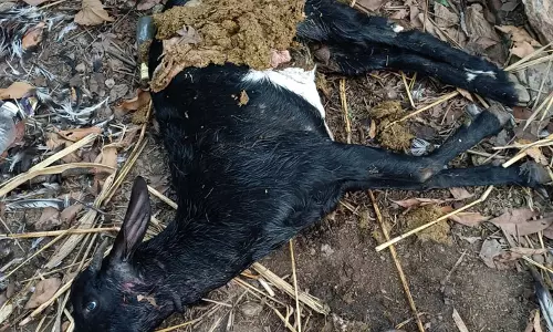 4 ஆடுகள், 4 கோழிகளை கடித்துக்கொன்ற தெரு நாய்கள்