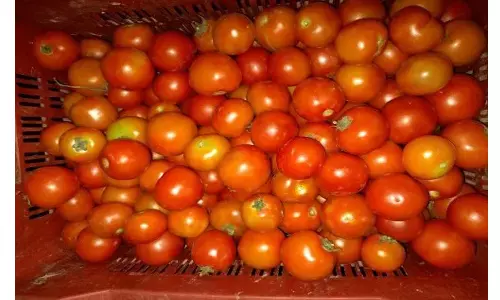 வரத்து குறைந்ததால் தருமபுரியில் தக்காளி விலை உயர்வு