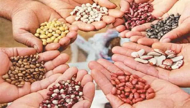 பரமத்தி வட்டார விவசாயிகளுக்கு  பருத்தியில் தரமான விதை வினியோகம்