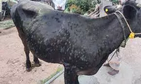 அம்மை நோயால் 400 மாடுகள் பாதிப்பு அம்மை நோயால் 400 மாடுகள் பாதிப்பு