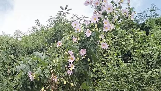 கோத்தகிரி பகுதியில் பூத்துக்குலுங்கும் டேலியா பூக்கள் கோத்தகிரி பகுதியில் பூத்துக்குலுங்கும் டேலியா பூக்கள்