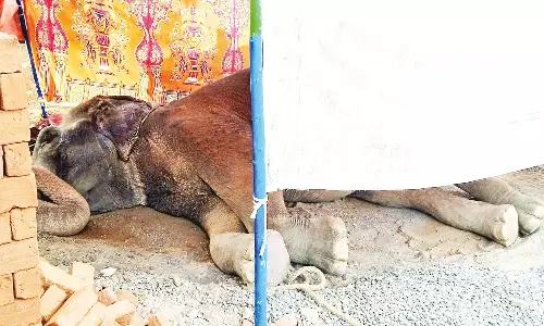 சொர்க்கவாசல் திறப்புக்காக வந்தபோது உடல் நலம் பாதித்து தரையில் படுத்துக்கொண்ட யானை