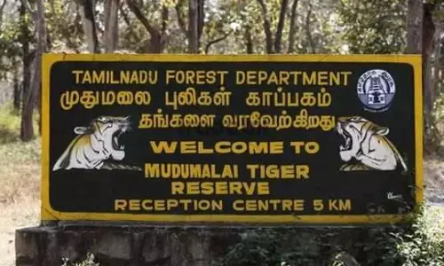 ஆப்ரிக்கன் பன்றிக்காய்ச்சல் பரவல்- முதுமலை காப்பகத்தில் 15 பன்றிகள் அடுத்தடுத்து பலி