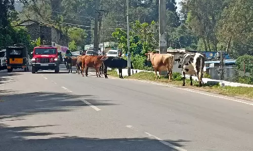 கொடைக்கானலில் விபத்துகளை ஏற்படுத்தும் கால்நடைகளை அகற்ற வலியுறுத்தல்