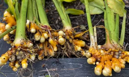 மஞ்சள் சாகுபடியில் போதிய விலை கிடைக்காததால் விவசாயிகள் கவலை