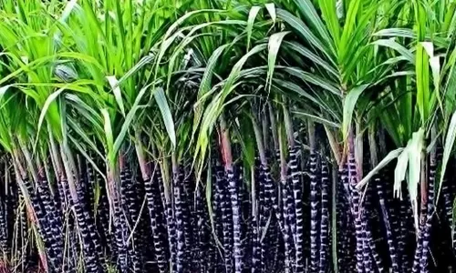 அறுவடைக்கு கரும்புகள் தயார்