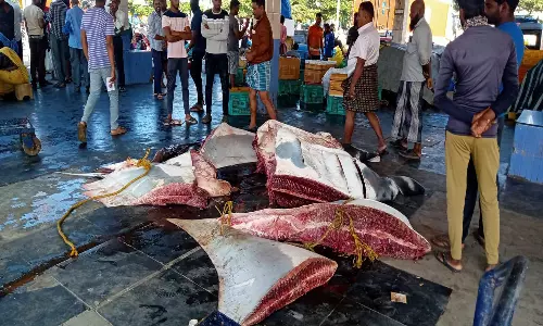 குளச்சல் விசைப்படகில் சிக்கிய 1000 கிலோ எடை கொண்ட ராட்சத திருக்கை மீன் ரூ.61ஆயிரத்திற்கு விற்பனையானது