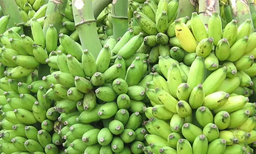 பரமத்திவேலூர் பகுதிகளில் வாழைத்தார் விலை உயர்வு