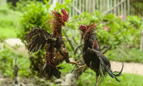 ஆன்லைனில் நவீன முறையில் சேவல் சண்டை நடத்த திட்டம்- ரூ.1000 கோடி வரை பந்தயம் கட்ட ஏற்பாடு