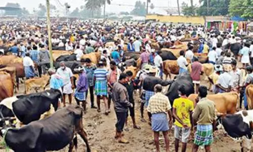 புதன்சந்தை மாட்டு சந்தையில் ரூ.2 கோடிக்கு மாடுகள் வர்த்தகம்