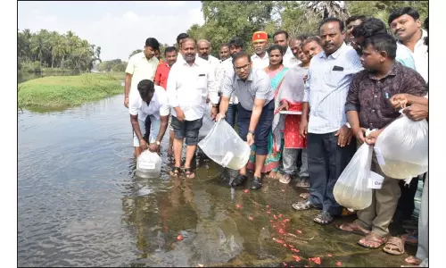 தென்பெண்ணை ஆற்றில் நாட்டின் மீன் குஞ்சுகளை விட்ட கலெக்டர்