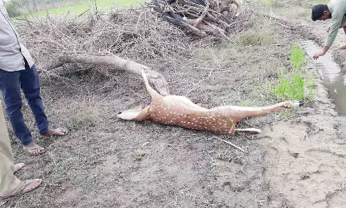 பாணாவரம் அருகே புள்ளி மான் சாவு