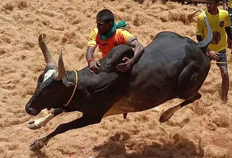 அனுமதி பெறாமல் ஜல்லிக்கட்டு நடத்தினால்.... - கலெக்டர் எச்சரிக்கை அனுமதி பெறாமல் ஜல்லிக்கட்டு நடத்தினால்.... - கலெக்டர் எச்சரிக்கை