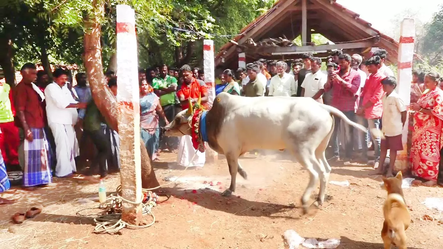 ஜல்லிக்கட்டு: புதிய நாச்சி காளைக்கு பரிவட்டம் கட்டும் நிகழ்ச்சி ஜல்லிக்கட்டு: புதிய நாச்சி காளைக்கு பரிவட்டம் கட்டும் நிகழ்ச்சி