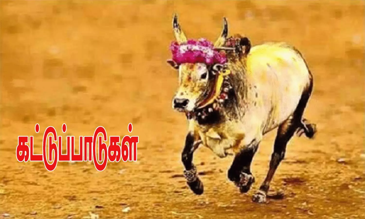 மாடு விடும் விழா நடத்த கடும் கட்டுப்பாடுகள் மாடு விடும் விழா நடத்த கடும் கட்டுப்பாடுகள்