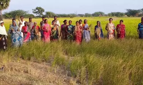 வாடிய பயிரால் விவசாயிகள் வேதனை